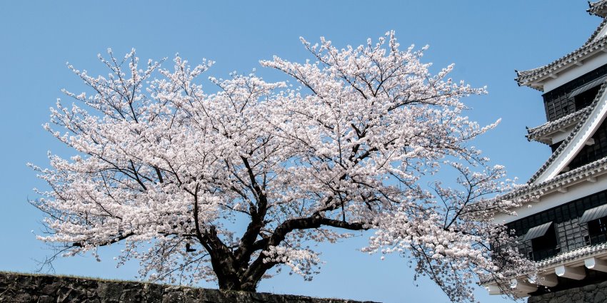 Picture of cherry blossom in spring.